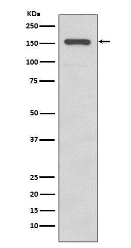Integrin alpha 2 (19O18) Rabbit Monoclonal Antibody