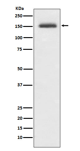Integrin alpha 4 (12X17) Rabbit Monoclonal Antibody