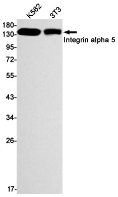 Integrin alpha 5 (10B18) Rabbit Monoclonal Antibody