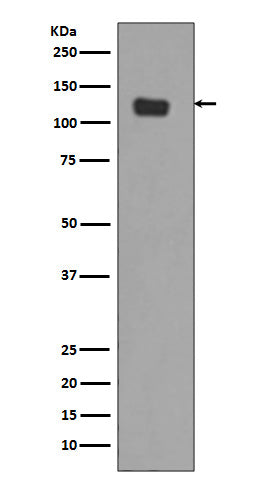 Integrin alpha 6 (19T9) Rabbit Monoclonal Antibody