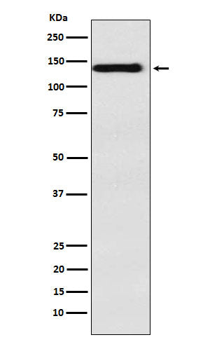 Integrin alpha 9 (10J18) Rabbit Monoclonal Antibody