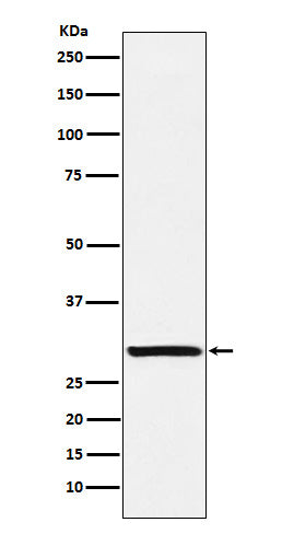 Intra Acrosomal Protein (7H17) Rabbit Monoclonal Antibody