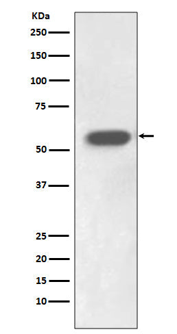 IRF7 (1D12) Rabbit Monoclonal Antibody