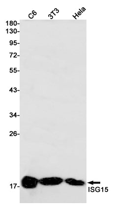 ISG15 (3K13) Rabbit Monoclonal Antibody