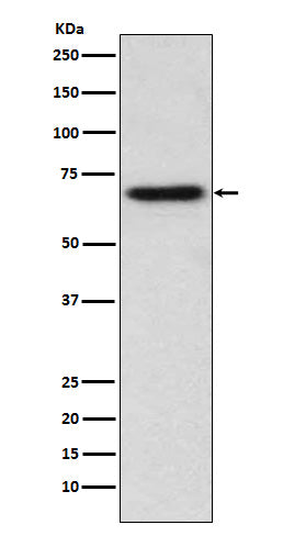 ITK (14Z13) Rabbit Monoclonal Antibody