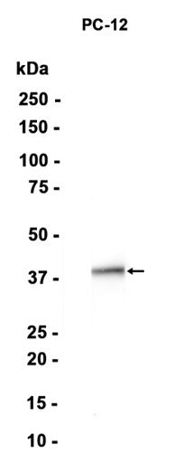 JAB1 (7S6) Rabbit Monoclonal Antibody