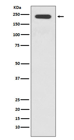 JAG1 (10E17) Rabbit Monoclonal Antibody