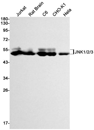 JNK (19C18) Rabbit Monoclonal Antibody