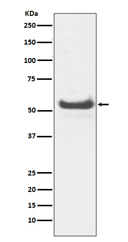 JNK3 (19B13) Rabbit Monoclonal Antibody