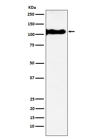 KA1 (4E12) Rabbit Monoclonal Antibody