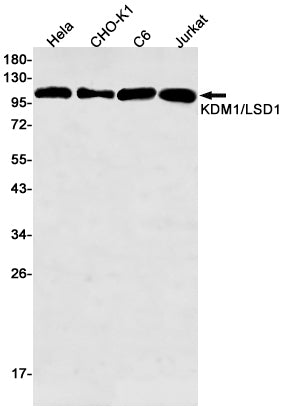 KDM1 / LSD1 (11B1) Rabbit Monoclonal Antibody