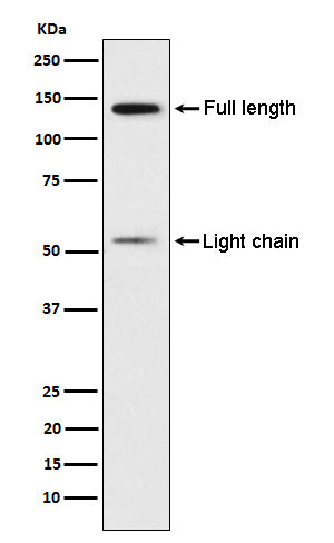 Kininogen 1 (13J10) Rabbit Monoclonal Antibody