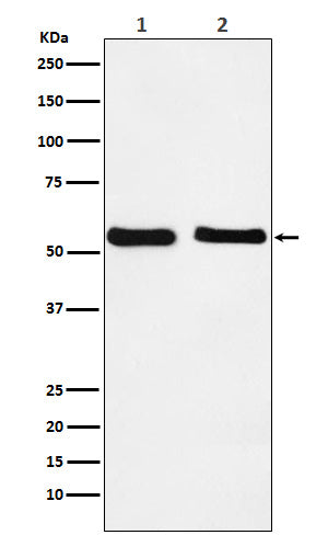 KLF10 (16L10) Rabbit Monoclonal Antibody