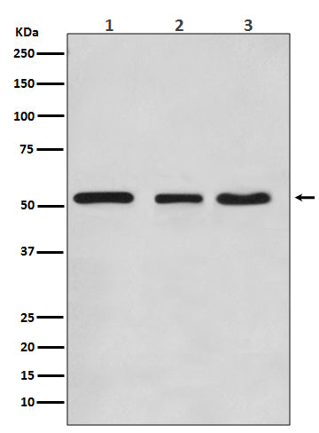KLF4 (11U14) Rabbit Monoclonal Antibody
