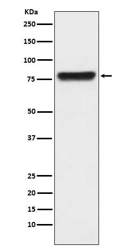 KLKB1 (6P10) Rabbit Monoclonal Antibody