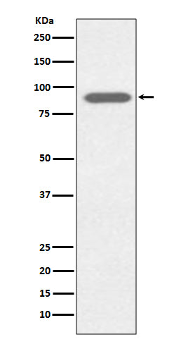 Lactoferrin (6I5) Rabbit Monoclonal Antibody