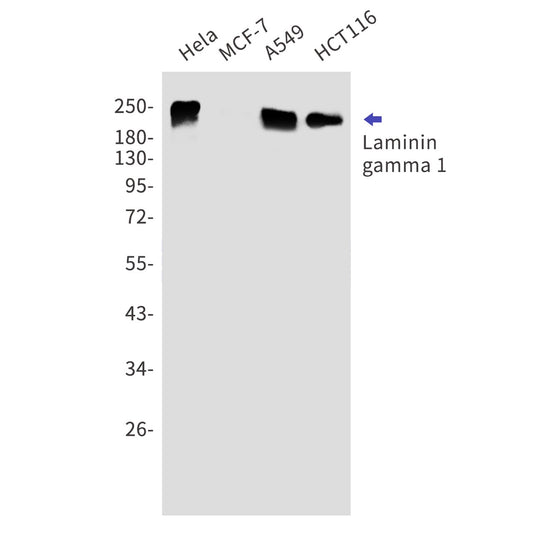 Laminin gamma 1 (9A17) Rabbit Monoclonal Antibody