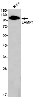 LAMP1 (9E4) Rabbit Monoclonal Antibody