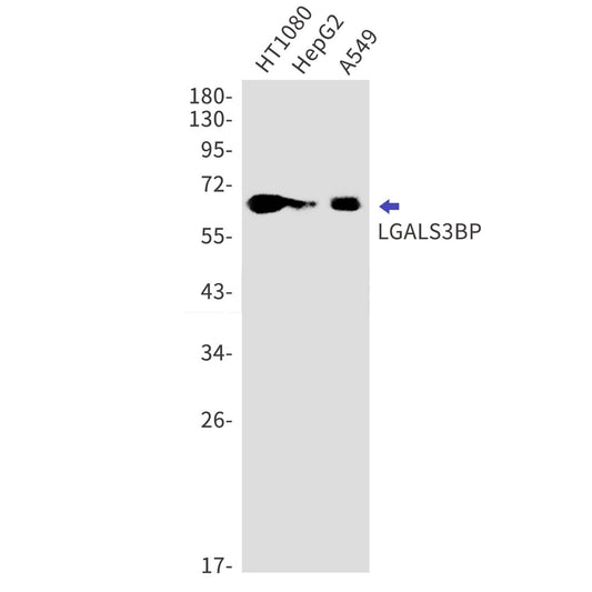 LGALS3BP (7X1) Rabbit Monoclonal Antibody