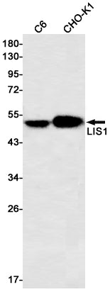 LIS1 (17Y15) Rabbit Monoclonal Antibody