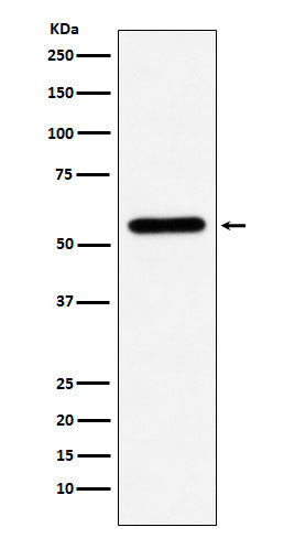 Liver Carboxylesterase 1 (17Z1) Rabbit Monoclonal Antibody