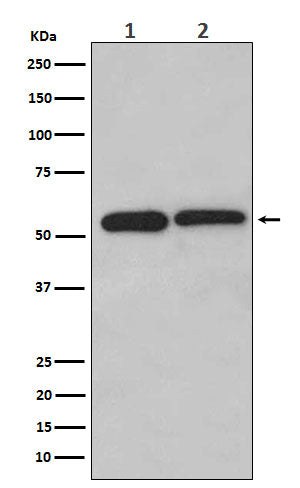 LMAN1 (7S8) Rabbit Monoclonal Antibody
