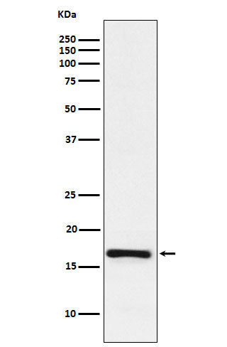 LMO4 (7B8) Rabbit Monoclonal Antibody