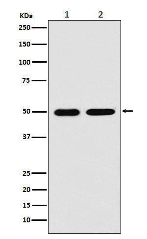 LOX (2U4) Rabbit Monoclonal Antibody