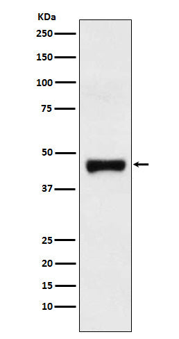 LRG1 (8F15) Rabbit Monoclonal Antibody