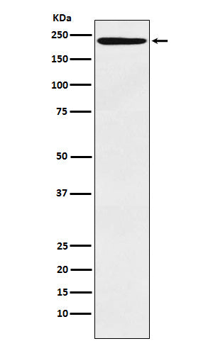 LY75 (12P8) Rabbit Monoclonal Antibody