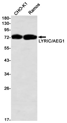 LYRIC (10G11) Rabbit Monoclonal Antibody