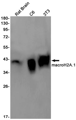 macroH2A.1  (2T18) Rabbit Monoclonal Antibody