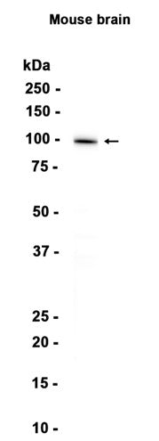 MAG (3J13) Rabbit Monoclonal Antibody