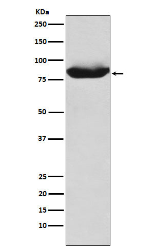 MALT1 (17T12) Rabbit Monoclonal Antibody