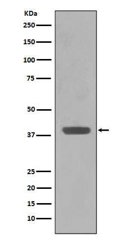 Maltose Binding Protein (17Y13) Rabbit Monoclonal Antibody