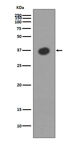 Maltose Binding Protein (6B6) Rabbit Monoclonal Antibody
