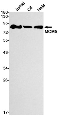 MCM5 (1M15) Rabbit Monoclonal Antibody