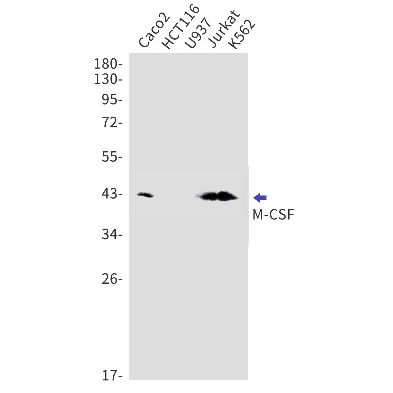 MCSF (11G12) Rabbit Monoclonal Antibody