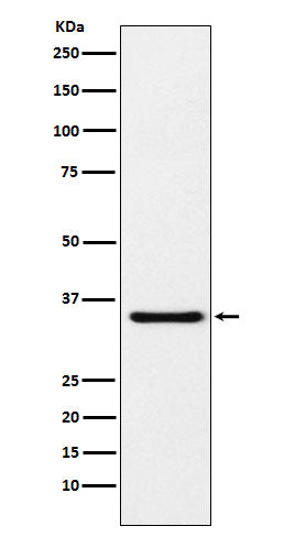 MDH1 (4Q13) Rabbit Monoclonal Antibody