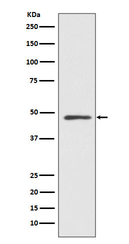 MEK7 (5S16) Rabbit Monoclonal Antibody