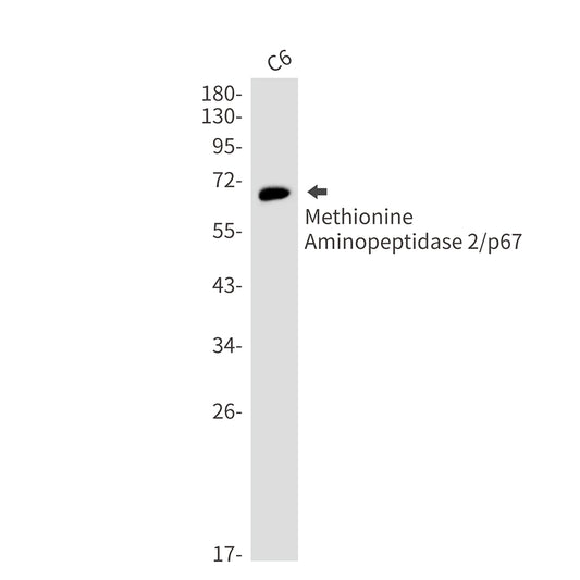 Methionine Aminopeptidase 2 (2I14) Rabbit Monoclonal Antibody