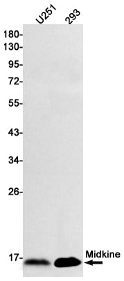 Midkine  (16K7) Rabbit Monoclonal Antibody