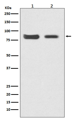 Mitofusin 2 (8H7) Rabbit Monoclonal Antibody