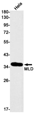 MLD (9M8) Rabbit Monoclonal Antibody