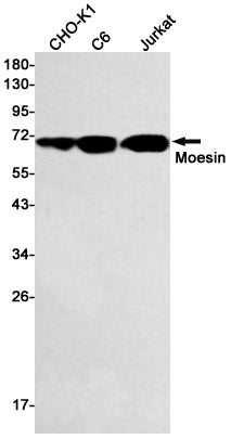 Moesin (10C14) Rabbit Monoclonal Antibody