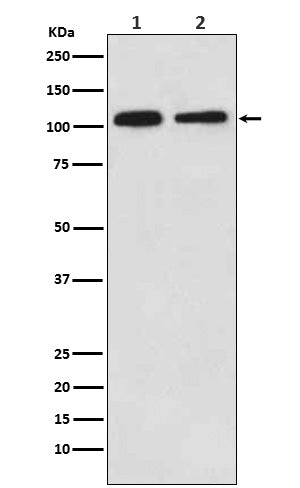 Mov10 (4D14) Rabbit Monoclonal Antibody