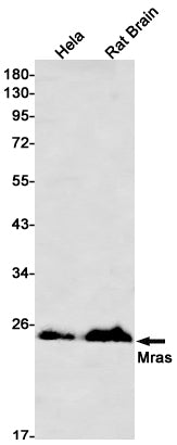 Mras (5X6) Rabbit Monoclonal Antibody