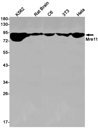 Mre11 (9C7) Rabbit Monoclonal Antibody