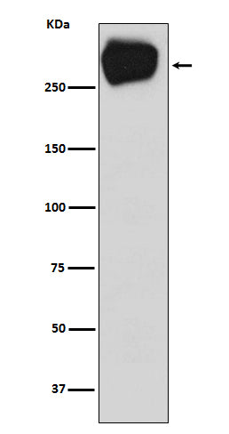 MRP1 (7D13) Rabbit Monoclonal Antibody