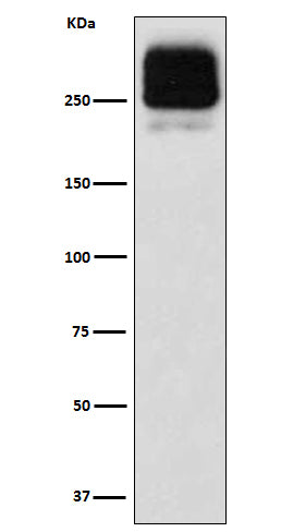 MRP2 (11R9) Rabbit Monoclonal Antibody